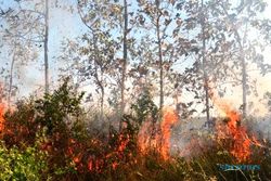 KEBAKARAN GUNUNG SINDORO : 50 Hektare Kawasan Hutan Gunung Sindoro Terbakar