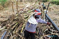 DESA RAWAN PANGAN : Potensi Rawan Pangan, Desa Grogol Masih Pertahankan Sektor Pertanian