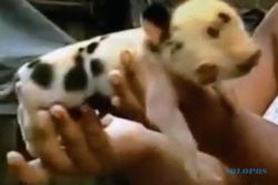 KISAH UNIK : Babi Dua Kepala Tiga Mata Lahir di Kolombia