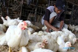 FOTO RAMADAN 2015 : Harga Naik, Permintaan Ayam Merosot