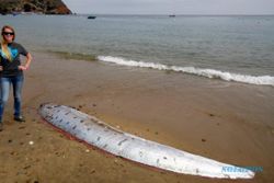 KISAH UNIK : Ikan Langka Terdampar Gegerkan Publik California