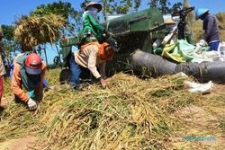 PERTANIAN TULUNGAGUNG : Tanaman Padi Roboh, Petani Tulungagung Terpaksa Panen Dini