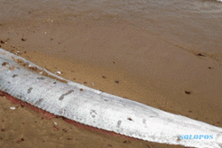 KISAH MISTERI : Naga Laut Misterius Ditemukan Mati Terdampar