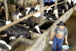 PETERNAKAN JATIM : Produksi Susu di Jatim Stagnan Terdampak Kemarau 2015