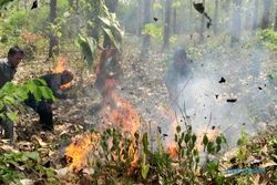 FOTO KEBAKARAN TEGAL : Begini Api Lalap Hutan Jati Balapulang