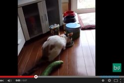 VIDEO UNIK YOUTUBE : Kucing Ini Ketakutan Lihat Mentimun