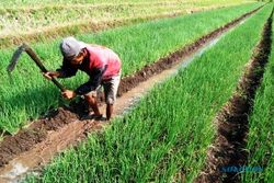 PERTANIAN KULONPROGO : Tak Ada Irigasi, Petani Bawang Merah Srikayangan Tergantung Pompa Air