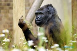KISAH UNIK : Usai Difoto, Gorila Ini Acungkan jari Tengah