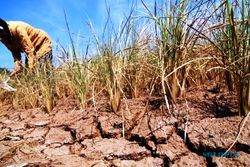 KEKERINGAN JATENG : 18.000 Hektare Tamanan Padi di Jateng Puso