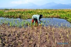 FOTO PERTANIAN SEMARANG : Rawa Pening Mengering untuk Bertani