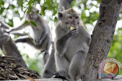 PERTANIAN GUNUNGKIDUL : Serangan Monyet Liar Sampai ke Pemukiman 