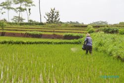 Plt Mentan Siapkan Stok Pupuk untuk Petani, Dikebut Jelang Musim Tanam