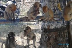 HAMA TANAMAN : Kebun Diserang Monyet, Warga Ngawi Malah Untung