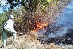 KEBAKARAN WONOGIRI : 10 Ha Hutan Giriwoyo Wonogiri Terbakar