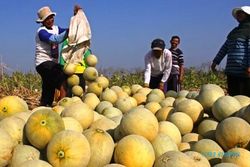 FOTO KEMARAU 2015 : Produksi Melon Ngawi Berlipat Ganda
