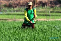 FOTO SWASEMBADA BERAS : Petani Ngawi Andalkan Pestisida