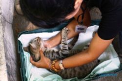 Foto Kucing Liar Malang Dicegah Rabies