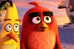 FILM BARU : Kenapa Burung Angry Bird Mudah Marah? Terjawab di Filmnya!