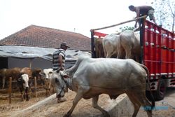 Beli 266 Sapi dan 1.360 Kambing, Pemkab Sragen Kucurkan Rp6,5 Miliar