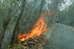 KEBAKARAN BANTUL : 2 Hektar Hutan Jati Wukirsari Terbakar