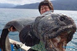 KISAH UNIK : Ikan Wolfish Raksasa Tertangkap Nelayan Jepang