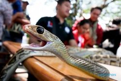 FOTO KOMUNITAS KEDIRI : Ular Sawah Ditangkarkan Pencinta Reptil
