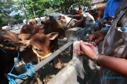 FOTO IDULADHA 2015 : Harga Sapi Anakan Naik