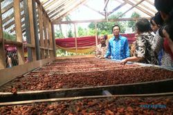 JAMUR KAKAO : Jamur dan Kemarau Panjang Turunkan Produktivitas Tanaman Kakao Gunungkidul