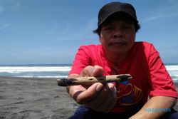 PENCEMARAN PANTAI : Tangkapan Ikan Mulai Berkurang, Tumpahan Aspal Mencapai Sungai Bogowonto