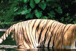 Kebun Binatang Surabaya Terima Wira, Harimau Sumatra TSI