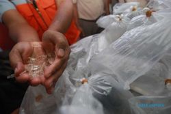 PENYELUNDUPAN HEWAN : Pengiriman Baby Lobster Mayoritas ke Batam & Singapura