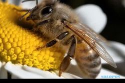 Lebah Ternyata Bisa Deteksi Virus Covid-19