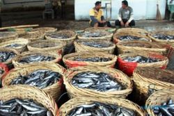 MAKANAN BERBAHAYA : Pemerintah Gagalkan Peredaran 15 Ton Ikan Berformalin