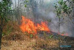 KEBAKARAN SLEMAN : Pepohonan di Tebing Kali Opak Terbakar