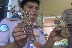 PENYELUNDUPAN : Lobster Sitaan Senilai Rp500 Juta Dilepas ke Laut, Mayoritas Lobster Dalam Kondisi Mati