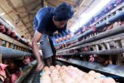 Harga Pakan Ayam Naik Disinyalir Jadi Sebab Kenaikan Harga Daging Ayam