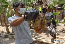 PETERNAKAN KULONPROGO : Puluhan Ayam di Sukoponco Mati, Ada Apa?