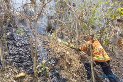 KEBAKARAN BANTUL : Hutan Terbakar, Karena Pembakaran Sampah?
