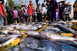 FOTO HASIL LAUT : Tangkapan Melimpah, Harga Ikan Turun