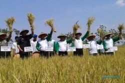 SWASEMBADA BERAS : Impor Beras di Tengah Musim Panen, Petani Protes