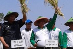 PERTANIAN NGAWI : Menristekdikti Yakin Petani Ngawi Bisa Gemukkan Sapi 600 Kg Asal Lakukan Ini!