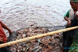 KONSUMSI IKAN DIY : Produksi Ikan DIY Belum Bisa Penuhi Kebutuhan