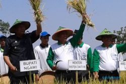 PANEN RAYA NGAWI : Dari Ngawi, Menristekdikti Dorong Pertanian Organik