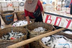 PERIKANAN DIY : 2016, Produksi Ikan Tangkap Laut 7.600 Ton