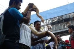 CAR FREE DAY MADIUN : Galang Dana untuk Riau, Fosil Jengkol Andalkan Satwa Peliharaan...