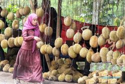PERKEBUNAN SEMARANG : Duh, Cuaca Tak Bersahabat, Petani Durian Gunungpati Telat Panen