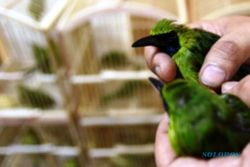 SATWA LANGKA : BKSDA Jatim Gagalkan Pengiriman 2.711 Burung ke Jakarta