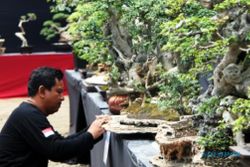 FOTO HUT TULUNGAGUNG : Pameran Bonsai di GOR Lembupeteng