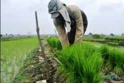 PERTANIAN KARANGANYAR : Sosialisasi Kartu Tani Kurang Optimal Bikin Petani Bingung
