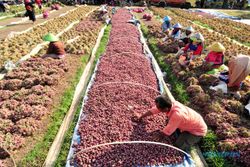 FOTO PANEN BAWANG MERAH : Pemerintah Targetkan Produksi Bawang Merah 1,17 Juta Ton